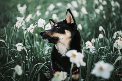 黑色和棕褐色短毛中型狗在绿色草地上白天